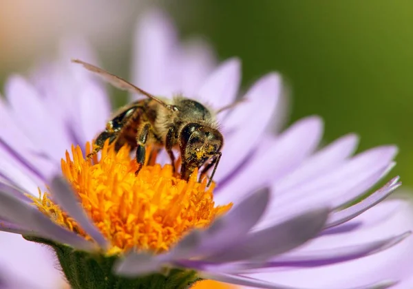 Detalle Abeja Abeja Latín Apis Mellifera Abeja Europea Occidental Miel — Foto de Stock