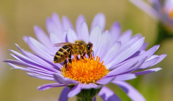 Detalle Abeja Abeja Latín Apis Mellifera Abeja Europea Occidental Miel — Foto de Stock