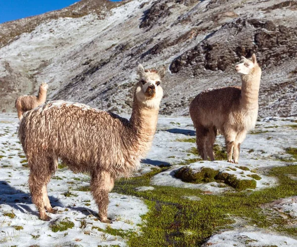 Llama Lama Group Lamas Pastureland Andes Mountains Peru Stock Picture