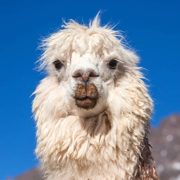 Llama Lama Retrato Cabeça Animal Montanhas Dos Andes Peru — Fotografia de Stock