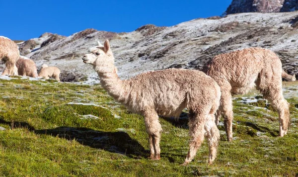 Lama Eller Lama Grupp Lamor Betesmark Anderna Peru — Stockfoto