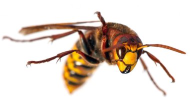 Beyaz arkaplanda izole edilmiş Latince Vespa yengeci Avrupa eşekarısı ayrıntıları 