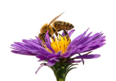 Latin Apis Mellifera 'da bal arısı ya da arı, avrupalı ya da batı bal arısı beyaz arka planda izole edilmiş menekşe çiçeğinin üzerinde oturuyor