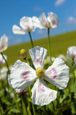 Çiçek açan afyon haşhaş papaver somniferum, beyaz renkli gelincik çiçeği Çek Cumhuriyeti 'nde yetişir.