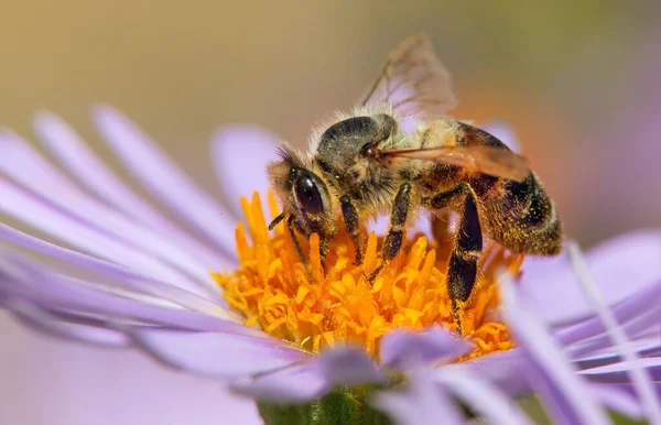 Detalle Abeja Abeja Latín Apis Mellifera Abeja Europea Occidental Miel — Foto de Stock