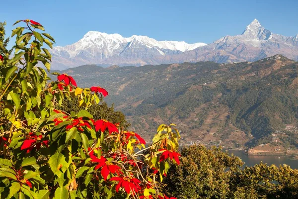 Mount Annapurna Red Flowers Annapurna Himal Nepal Himalayas Mountains — Stock Photo, Image