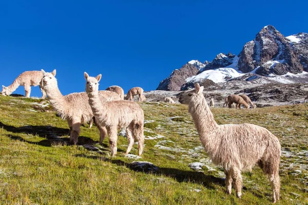Lama Eller Lama Grupp Lamor Betesmark Anderna Peru — Stockfoto