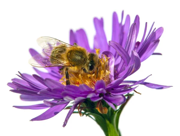 Bee Honeybee Latin Apis Mellifera European Western Honey Bee Sitting — Stock Photo, Image