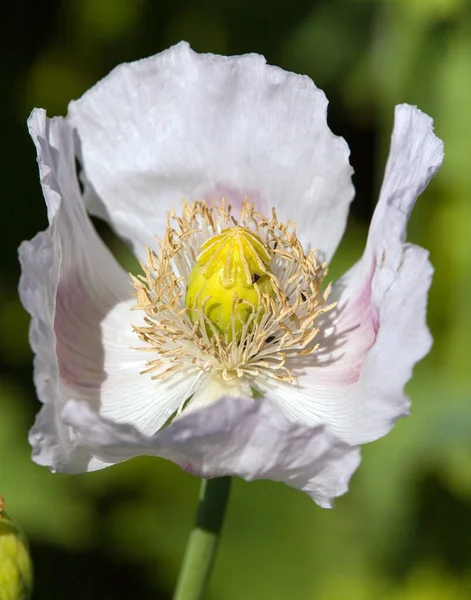 Çiçek Açan Afyon Haşhaş Papaver Somniferum Beyaz Renkli Gelincik Çiçeği — Stok fotoğraf