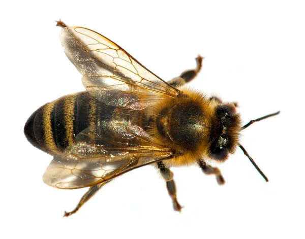 Деталі Бджоли Або Медоносної Бджоли Латинською Apis Mellifera European Або Стокове Зображення