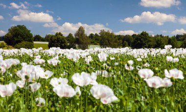Latin papaver somniferum 'da çiçek açan afyon haşhaş tarlası, Çek Cumhuriyeti' nde beyaz renkli haşhaş yetiştirilir.