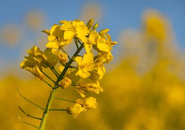 Latince Brassica Napus 'ta kolza tarlası, yeşil enerji ve petrol endüstrisi için bitki, mavi arka planda izole tecavüz tohumu