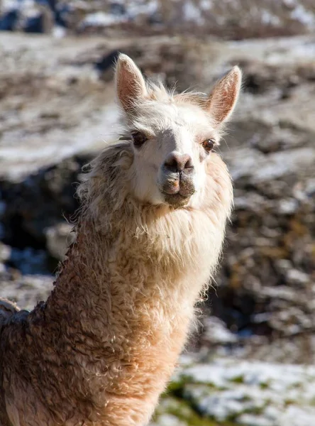 Llama Lama Retrato Cabeça Animal Montanhas Dos Andes Peru — Fotografia de Stock