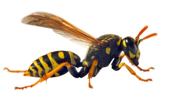 Latin Vespula Germanica Beyaz Arka Planda Izole Edilmiş Avrupa Eşekarısı — Stok fotoğraf