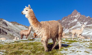 Lama ya da lama, otlak, And Dağları, Peru 'daki bir grup lama. 