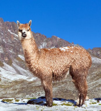 Çayırlarda lama ya da lama, And Dağları, Peru 