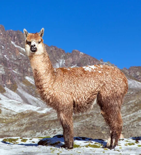 Lama Eller Lama Betesmark Anderna Peru — Stockfoto