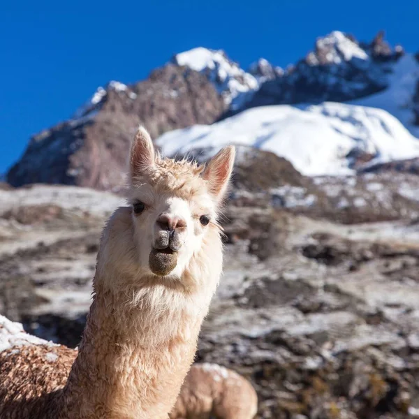 Llama Lama Retrato Cabeza Animal Montañas Los Andes Perú — Foto de Stock