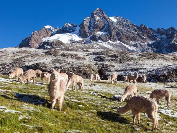 Llama Lama Grupo Lamas Pastizales Cordillera Los Andes Perú — Foto de Stock