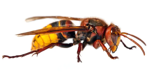 Detail European Hornet Latin Vespa Crabro Isolated White Background — Stock Photo, Image