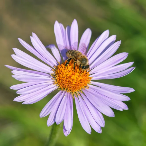 Detalle Abeja Abeja Latín Apis Mellifera Abeja Europea Occidental Miel — Foto de Stock