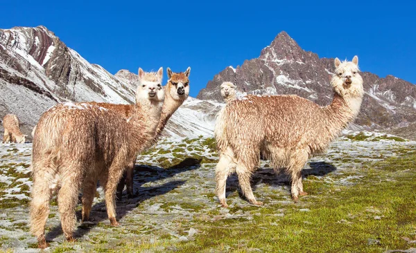 Lama Lub Lama Grupa Lamów Pastwiskach Andy Peru — Zdjęcie stockowe