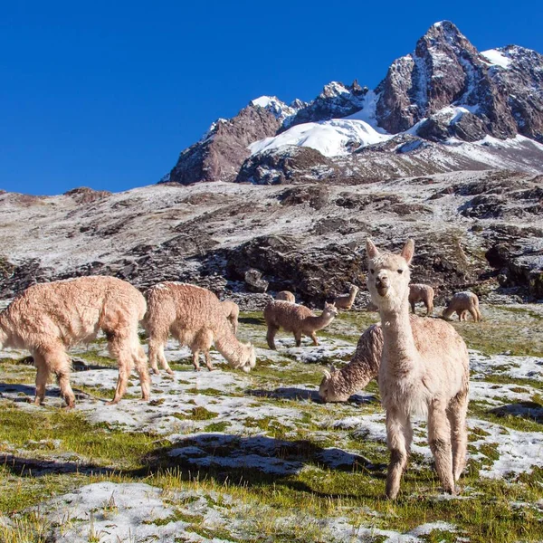 Llama Lama Grupo Lamas Pastizales Cordillera Los Andes Perú — Foto de Stock