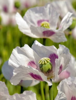 Çiçek açan afyon haşhaş papaver somniferum, beyaz renkli gelincik çiçeği Çek Cumhuriyeti 'nde yetişir.