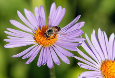 Latin Apis Mellifera, Avrupai ya da batı bal arısı sarı mor ya da mavi çiçekte oturan arı ya da bal arısının ayrıntıları
