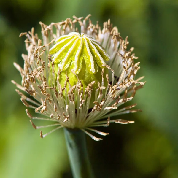 Деталь Цветущего Опийного Мака Papaver Somniferum — стоковое фото