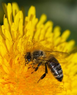 Latin Apis Mellifera 'da arı ya da bal arısı ayrıntıları Avrupa' da ya da batı bal arısı yaygın karahindiba çiçeğinin üzerinde oturuyor