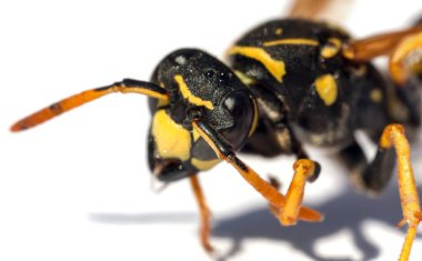 Beyaz arka planda Latin Vespula Vulgaris veya Germanica 'da izole edilmiş Avrupa eşek arısı veya Alman sarı ceketi