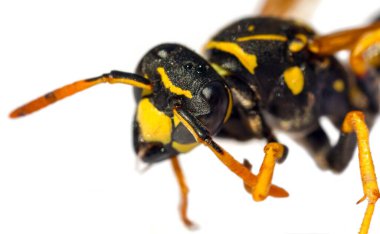 Beyaz arka planda Latin Vespula Vulgaris veya Germanica 'da izole edilmiş Avrupa eşek arısı veya Alman sarı ceketi