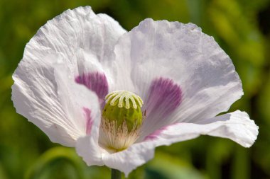 Latin papaver somniferum, haşhaş tarlası, beyaz renkli haşhaş Çek Cumhuriyeti 'nde yetişiyor.