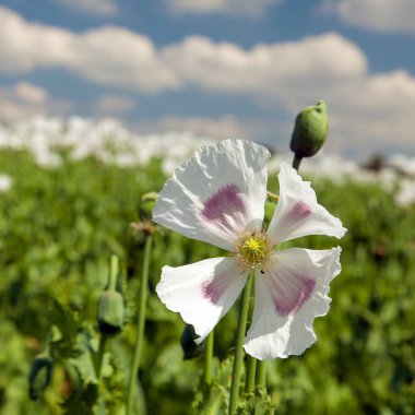 Latin papaver somniferum, haşhaş tarlası, beyaz renkli haşhaş Çek Cumhuriyeti 'nde yetişiyor.