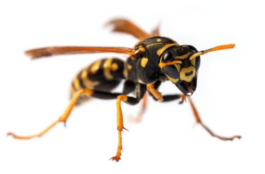 Beyaz arka planda Latin Vespula Vulgaris veya Germanica 'da izole edilmiş Avrupa eşek arısı veya Alman sarı ceketi