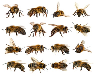 Beyaz arka planda Latin Apis Mellifera, Avrupai ya da batı bal arısı seti var.