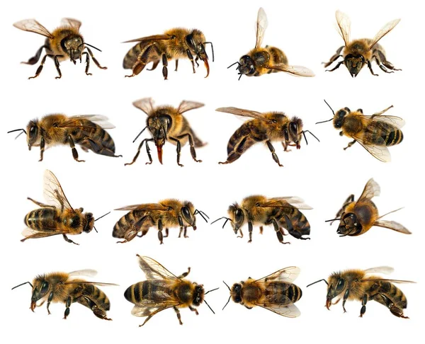 Σύνολο Δεκαέξι Μελισσών Μελισσών Στη Λατινική Apis Mellifera Ευρωπαϊκή Δυτική — Φωτογραφία Αρχείου
