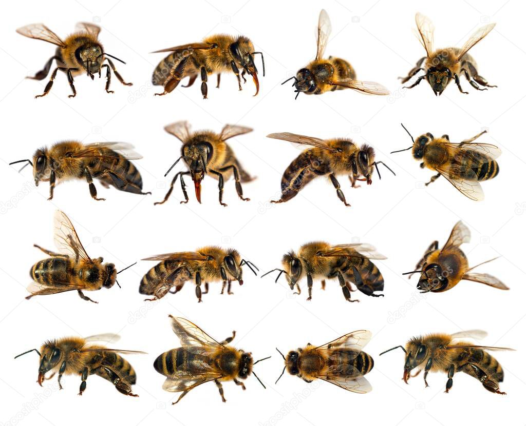 Set of sixteen bees or honeybees in Latin Apis Mellifera, european or western honey bee isolated on the white background