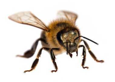 Beyaz arka planda Latin Apis Mellifera 'da arı ya da bal arısı ayrıntıları var.