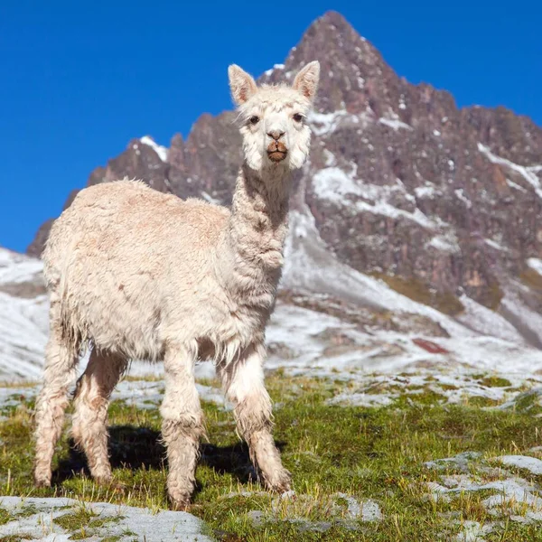 Lama Eller Lama Snöiga Berg Vackra Däggdjur Från Sydamerika — Stockfoto