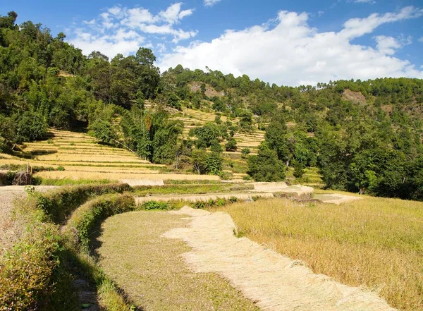 Golden Terraced Rice Paddy Fields Nepal Himalayas Mountains — Stock Photo, Image