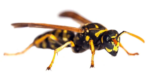 European Common Wasp German Wasp German Yellow Jacket Απομονωμένο Λευκό — Φωτογραφία Αρχείου