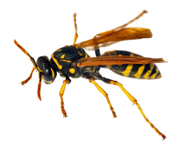 European Common Wasp German Wasp German Yellow Jacket Απομονωμένο Λευκό — Φωτογραφία Αρχείου