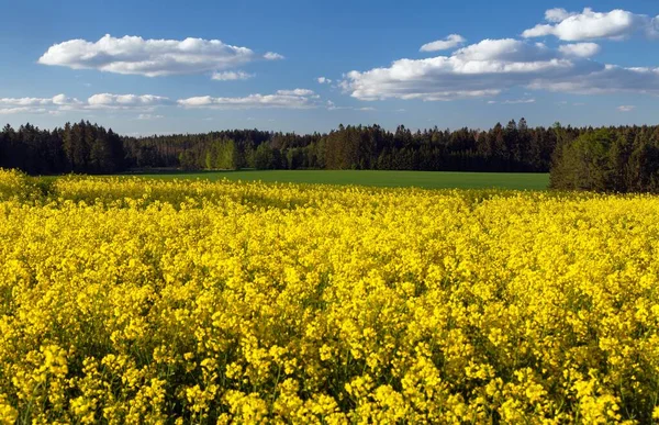 油菜籽 油菜籽 油菜籽是绿色能源和石油工业的植物 春天是金花盛开的地方 — 图库照片
