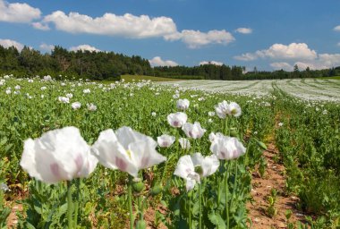 Latin papaver somniferum 'da çiçek açan afyon haşhaş tarlasının ayrıntıları, Çek Cumhuriyeti' nde beyaz renkli haşhaş yetiştirilir.