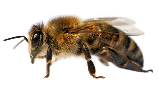 ラテン語でミツバチやミツバチの詳細Apis Mellifera ヨーロッパや西洋のミツバチは白い背景に隔離されています — ストック写真