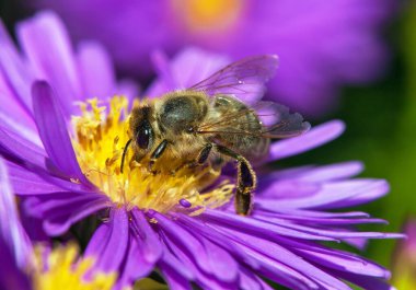 Latin Apis Mellifera, Avrupai ya da batı bal arısı sarı mor ya da mavi çiçekte oturan arı ya da bal arısının ayrıntıları