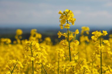 Latince Brassica Napus 'ta altın çiçekli kanola ya da colza tarlasının ayrıntıları - tecavüz tohumu yeşil enerji ve petrol endüstrisinin bitkisidir 
