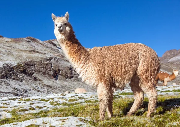 Lama Eller Lama Snöiga Berg Vackra Däggdjur Från Sydamerika — Stockfoto